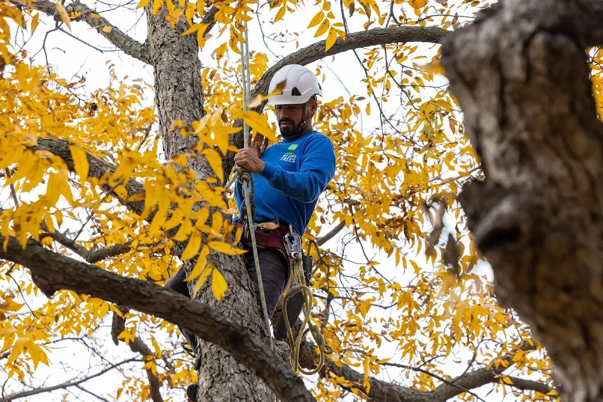 Skilled Storm Damage Cleanup crew working in Sheldon