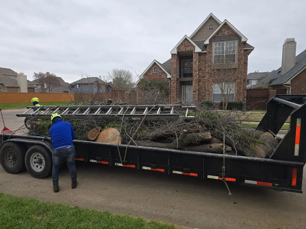 Expert Tree Pest Control with proper safety equipment in Sheldon